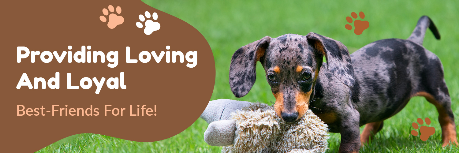Nelson N., Zimmerman, dog, breeder, dog, show, ribbons, info, information, reviews, history, myerstown, pa, official, home, page, homepage, puppies, for, sale, kennel, kennels, mini, poodle, matlese, maltipoo, puppy, puppies, mill, puppymill, show, handler, aca, ica, pennsylvania

